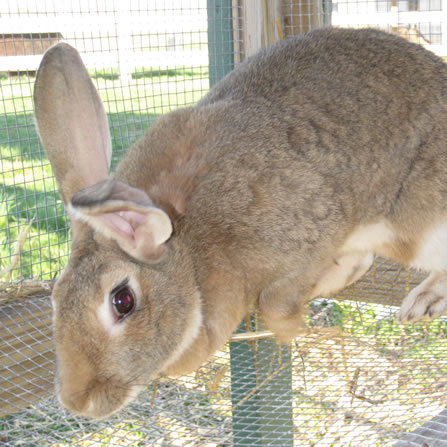 Rabbits at Clarks Farm