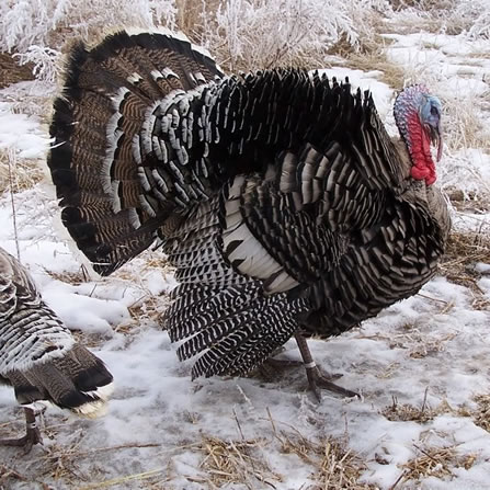 Turkeys at Clarks Farm