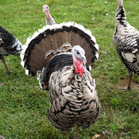 Turkeys at Clarks Farm